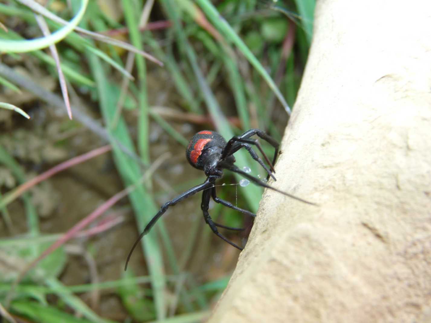 Latrodectus nel Lazio